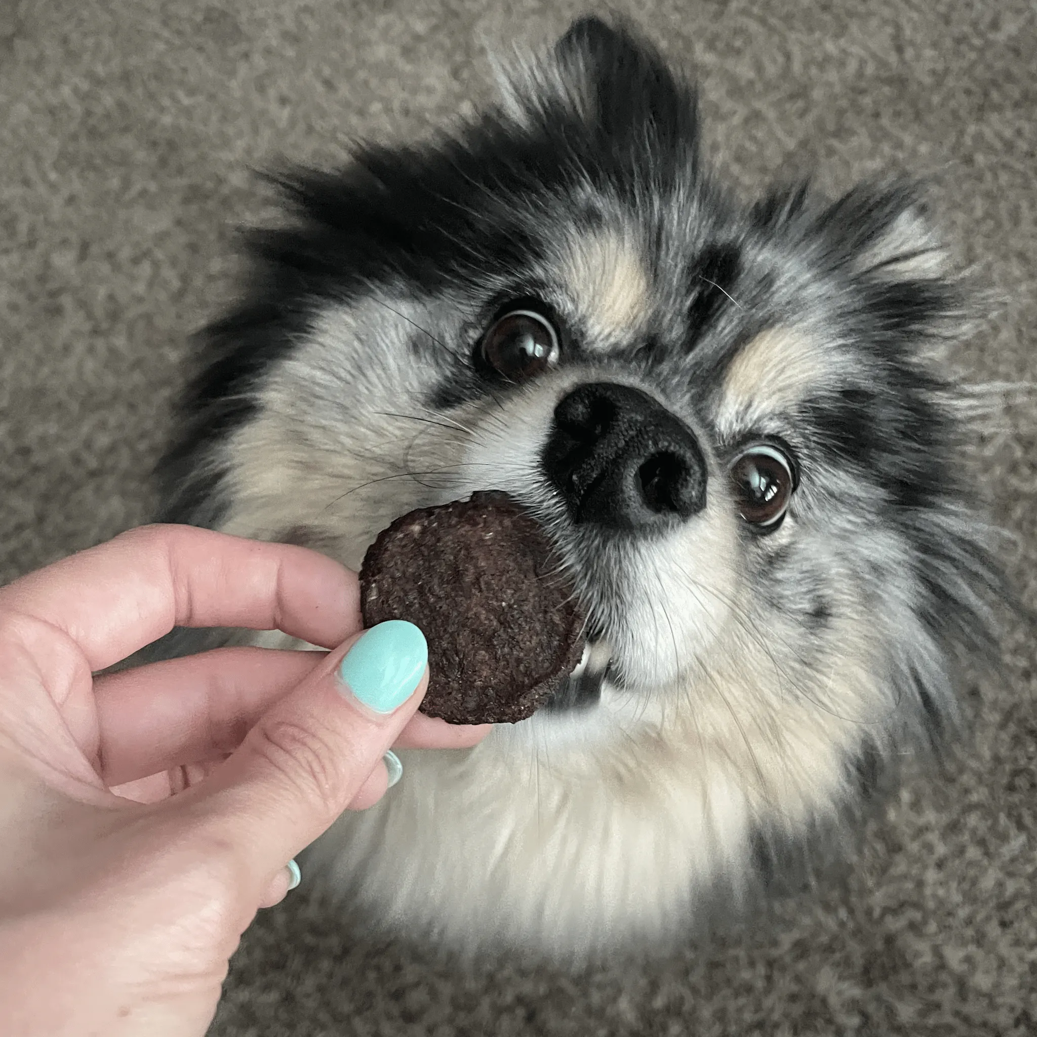 Beef Chips for Dogs