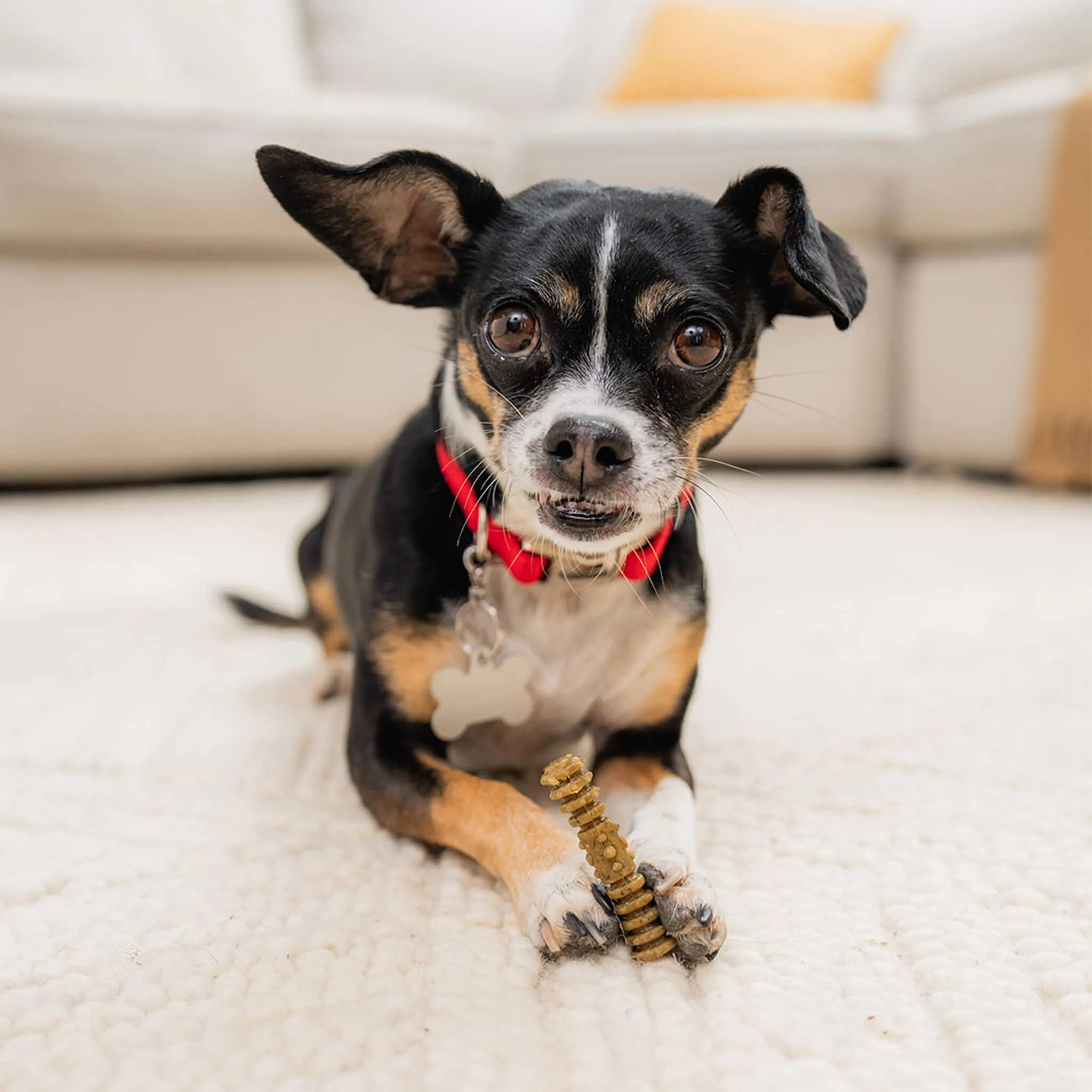 Stella & Chewy's Dental Delights for Dogs