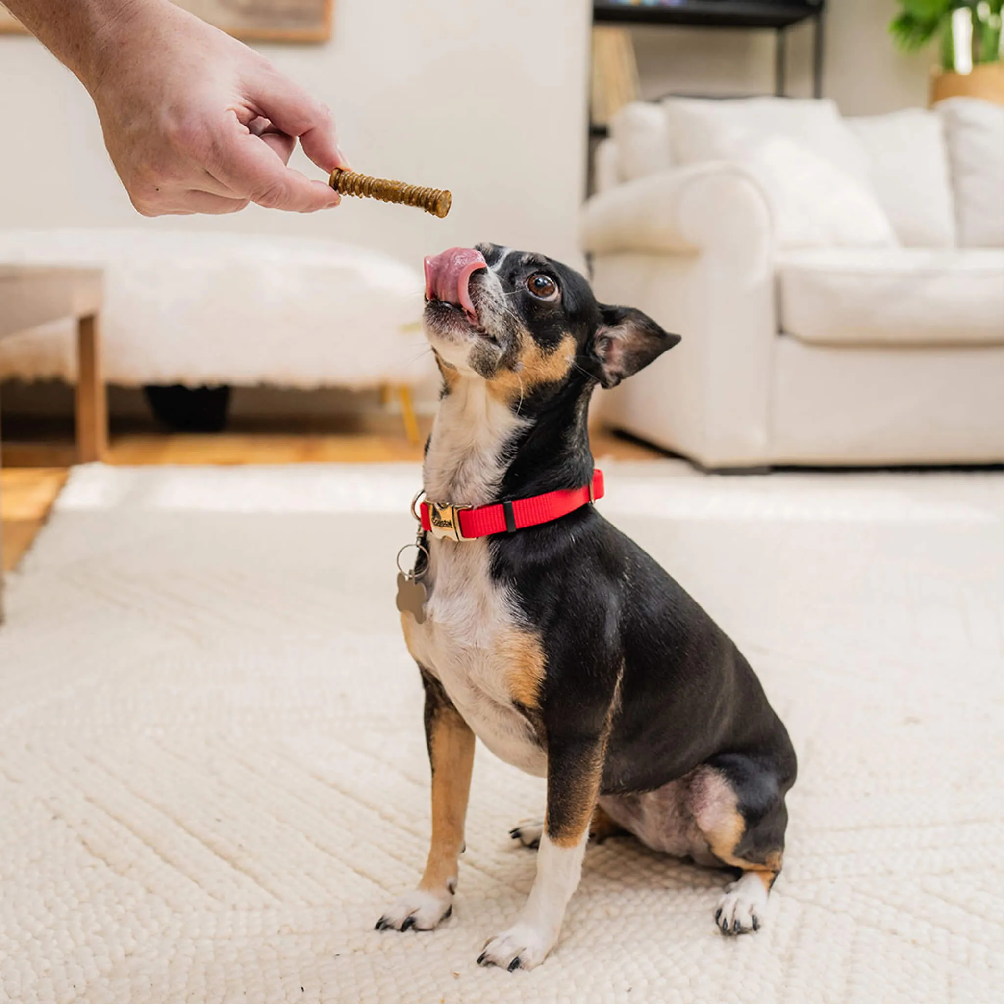 Stella & Chewy's Dental Delights for Dogs