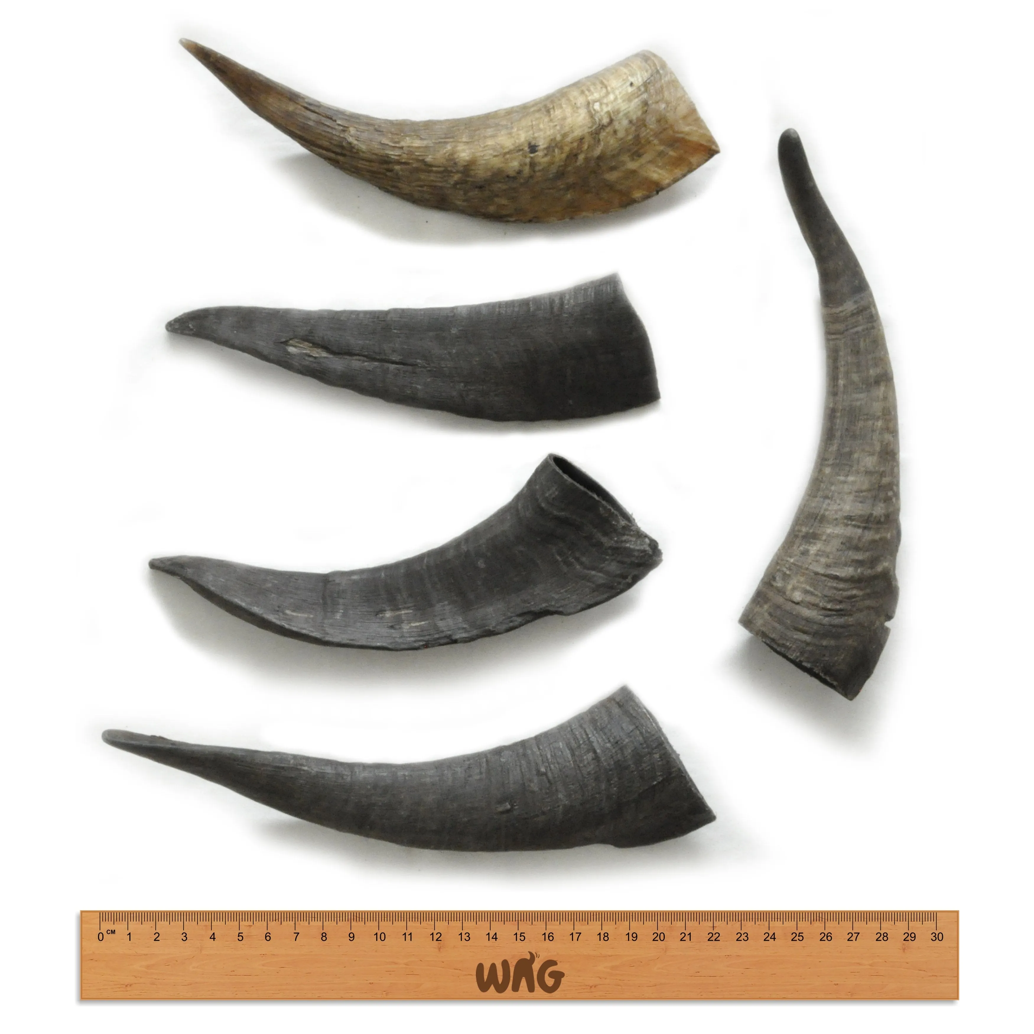 Wag Goat Horn Small Dog Chew Treat